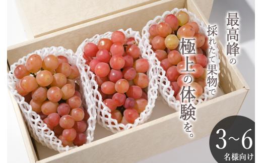 甲州市産 大粒サンシャインレッド 3房入（1房 約630g）自然農法【2026年発送】（BNC）H-425 【サンシャインレッド ぶどう 葡萄 ブドウ 令和8年発送 期間限定 山梨県産 甲州市 フルーツ 果物】