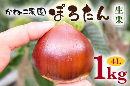 笠間の栗・かねこ農園の生栗「ぽろたん」1kg（4L） 栗 クリ くり 生栗 茨城県 笠間市 JO-003