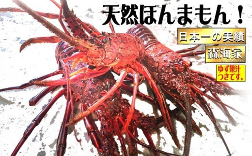 S37-A リピーター続出！伊勢海老　＜180～230g（1尾）＞