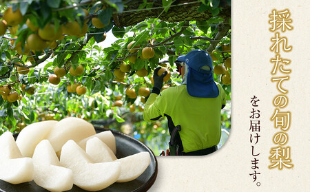 【訳あり】鳥取県産旬の梨セット 3kg【梨 なし 果物 フルーツ くだもの 鳥取県産 北栄町 おすすめ 人気】