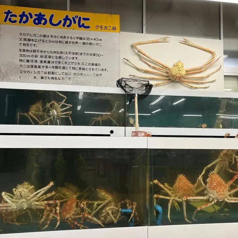 【数量限定】蒲郡産 タカアシガニの茹でたてを食べられる体験（来店型）_【G0776】