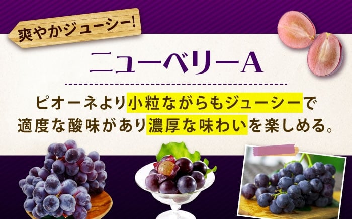 ぶどう食べ比べセット（ニューベリーA・シャインマスカット）