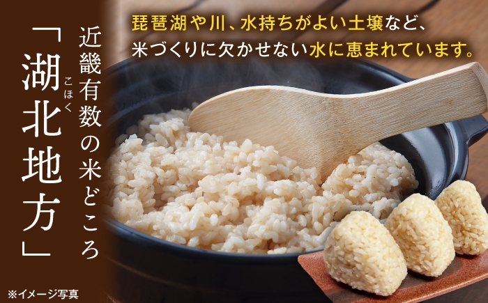滋賀県湖北産 湖北のコシヒカリ 10kg (玄米)　米 お米 ご飯 ごはん ゴハン おにぎり 炊き込みご飯 人気 おすすめ