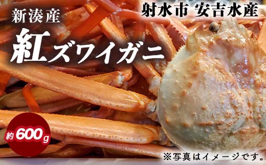 【おすすめ】紅ズワイガニ 約600g【安吉水産】｜ずわい蟹 ずわいガニ ズワイガニ 紅ズワイガニ 約600g ※離島への配送不可 ※2025年9月中旬～2026年3月下旬頃に順次発送予定 ※発送まで1か月以上かかる場合があります。
