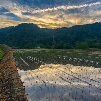 ふるさと納税 十日町市 魚沼産コシヒカリ【精米】10kg |  | 02