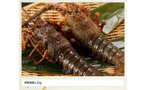 伊勢海老2.5kg（5～9尾）【魚介類 えび 伊勢えび イセエビ】[C01704]