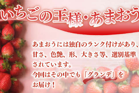 福岡県産 あまおう 1500g （250g×6パック） いちご 1月中発送 いちご 苺 フルーツ 果物 くだもの 大粒Gサイズ グランデ 農家直送 大粒 不揃い 福岡県 福岡 九州 グルメ お取り寄せ