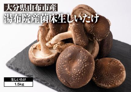 【全国銅賞受賞】湯布院産 生しいたけ  大きめ1.5kg｜栽培期間農薬不使用 | 生しいたけ
