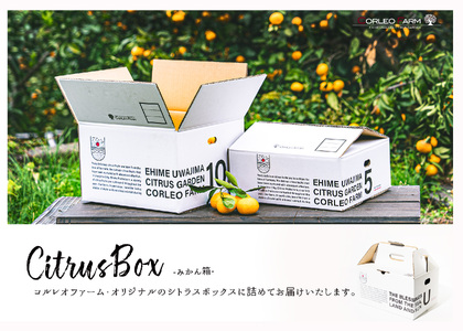 ブラッドオレンジ タロッコ Special selection 2.5kg コルレオファーム 先行予約 果物 フルーツ ブラッド オレンジ 柑橘 みかん mikan 愛媛ミカン 愛媛蜜柑 愛媛みかん 