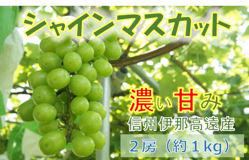 【ふるさと納税】信州高遠産シャインマスカット　2房　約1kg　種なし　桜で有名な長野県伊那市高遠町の果樹園で心を込めて栽培しました。