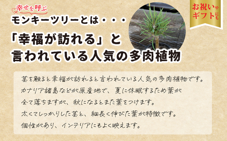 観葉植物 4号鉢 セネシオクレイニア（モンキーツリー）観葉植物