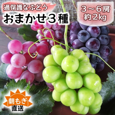 
            朝もぎ直送!!過保護に育った葡萄『おまかせ3種』3～6房(約2kg)※数量限定【1643715】
          