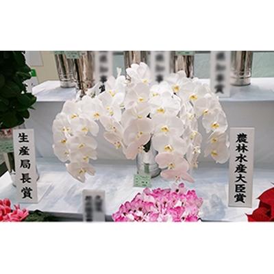 ふるさと納税 志免町 胡蝶蘭5本切り花 |  | 02
