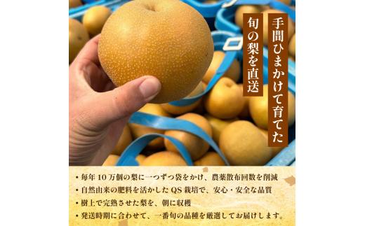 【2027年先行予約】梨 なし ご家庭用 5kg以上 10〜16玉  2027年 8月順次発送 うずしおペアー 果物 フルーツ デザート 旬 新鮮 季節 秋 人気 おすすめ ギフト プレゼント 贈答 