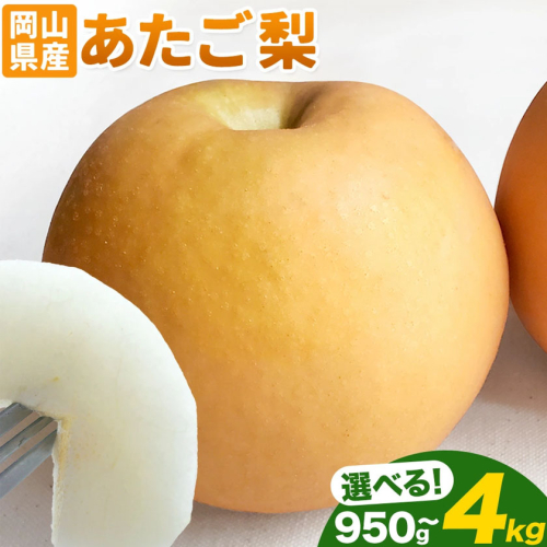 岡山県産 あたご梨 選べる 大玉2玉（950g以上）約3kg（3-5玉） 約4kg（3-6玉） 有限会社ホーティカルチャー神島《2026年11月中旬-12月中旬頃出荷》岡山県 浅口市 なし 梨 果物 【配送不可地域あり】