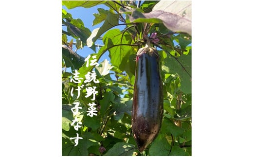 
            7-G10　信州伝統野菜　喬木村産志げ子なす4本セット
          