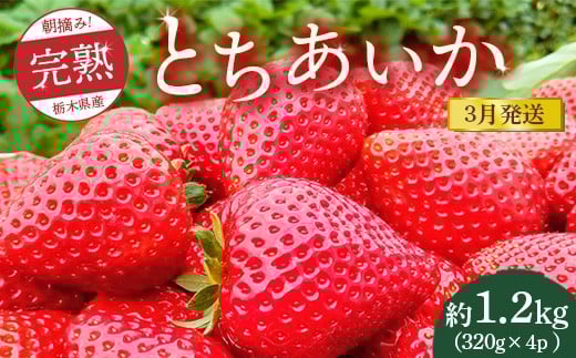 【先行予約】【3月発送】朝摘み！完熟とちあいか 1280g（320g×4p）　※離島への配送不可　※2026年3月上旬～3月下旬頃に順次発送予定