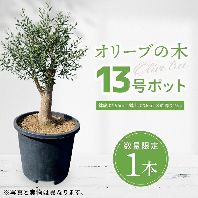【ふるさと納税】【数量限定】オリーブの木 1本 13号 |オリーブ 観賞用 新築 ギフト 美容 健康 長寿 取手市（BD003）