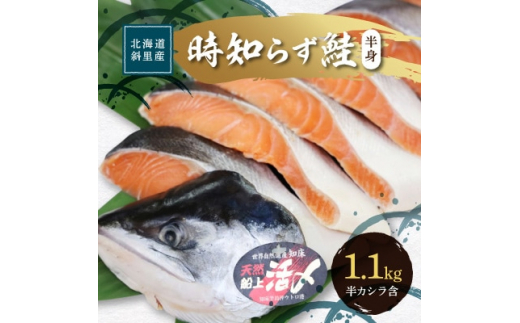 
先行受付 活〆 時知らず 鮭切り身 中塩仕込 天然 半身 1100g 小分け 知床斜里産【1148307】
