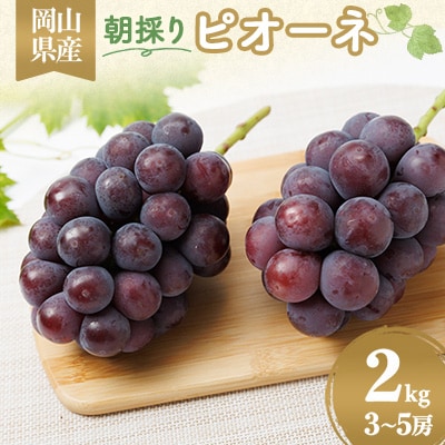 果汁たっぷり朝採りピオーネ2kg【配送不可地域：離島・北海道・沖縄】【1073054】