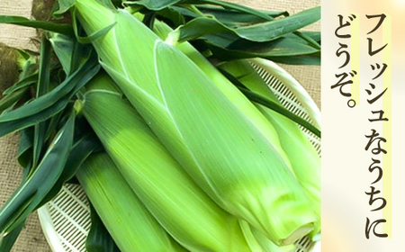 【2026年8月下旬以降順次発送】ホワイトショコラ　白いとうもろこし 10本 北海道 豊浦町産 とうきび  TYUH002