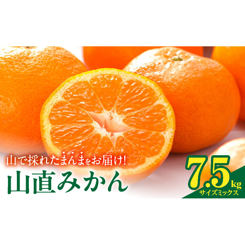 【2026年先行予約】みかん 山から直送 箱込 7.5kg ( 内容量 6.8kg ) 鮮度優先ごろごろ規格 和歌山県産 産地直送 【みかんの会】_MK1051