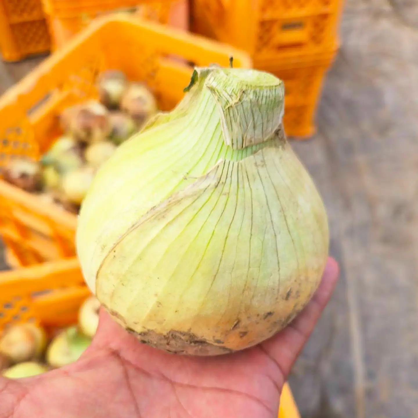【訳あり】玉ねぎ10kg（全サイズミックス）[AQDZ004]玉ねぎ