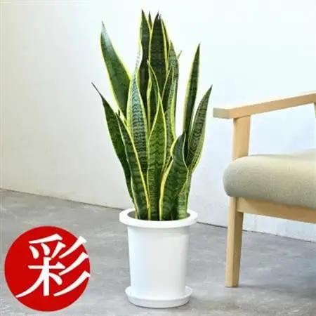 観葉植物 サンスベリア・ローレンティー 7号鉢(鉢カバーなし)【配送不可地域：離島・沖縄県】【1707580】