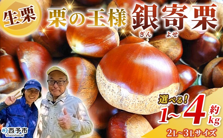 
                  ＜栗の王様 銀寄栗（生栗）2L～3L（約1kg～4kg）＞ 選べる 内容量 サイズ 銀寄 ぎんよせ 甘い 生栗 和栗 マロン 栗 くり 栗ごはん 栗きんとん 甘露煮 旬 国産 産地直送 城川ファクトリー 愛媛県 西予市【冷蔵】『2026年9月中旬～10月上旬に順次発送予定』
                