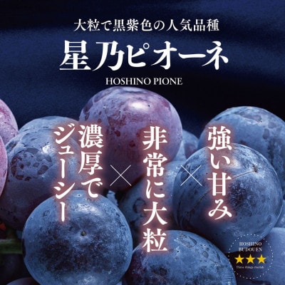 先行受付【訳あり】星乃ピオーネ 3房～5房(2kg以上)【配送不可地域：離島・北海道・沖縄県】