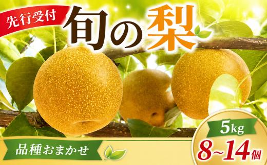 【 2026年先行予約 】 梨 約 5kg 訳あり 品種おまかせ 幸水 豊水 あきづき なし 品種 おまかせ 旬の品種 甘い 旬 果物 果肉 こうすい ほうすい 秋月 糖度 くだもの 果物 フルーツ 旬の果物 旬のフルーツ 産地 千葉県 千葉 旭市 まる吉園 mkn007