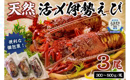 【天然】甘み凝縮！活〆冷凍伊勢海老900ｇ以上（300ｇ×3尾） mi0020-0003 伊勢海老 伊勢エビ 伊勢 海老 エビ えび魚介 海鮮 お祝い ギフト プレゼント 天然 刺身 千葉 キャンプ BBQ バーベキュー 冷凍