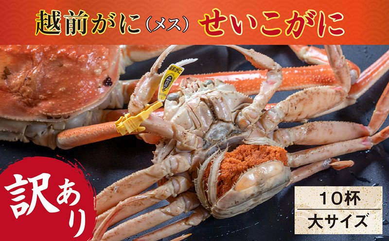 
            【冷蔵発送】越前がに（メス）「せいこがに」訳あり 大サイズ 180g前後 × 10杯
          