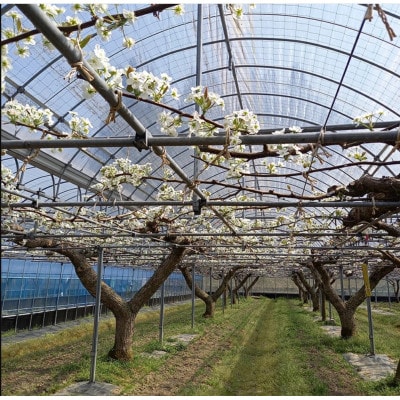 2025年11月下旬より順次発送予定　あたご梨 ふわり(2玉入り)