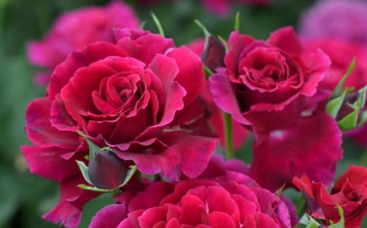 【先行受付】バラ鉢苗　コリーヌ・ルージュ【2026年4月下旬より発送】河本バラ園