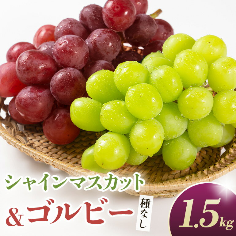 【ふるさと納税】 【2026年先行予約】シャインマスカットとゴルビー（種なし）1.5kg（2〜3房） 葡萄 ブドウ フルーツ 果物 くだもの 産地直送 茨城県 石岡市 A02-029