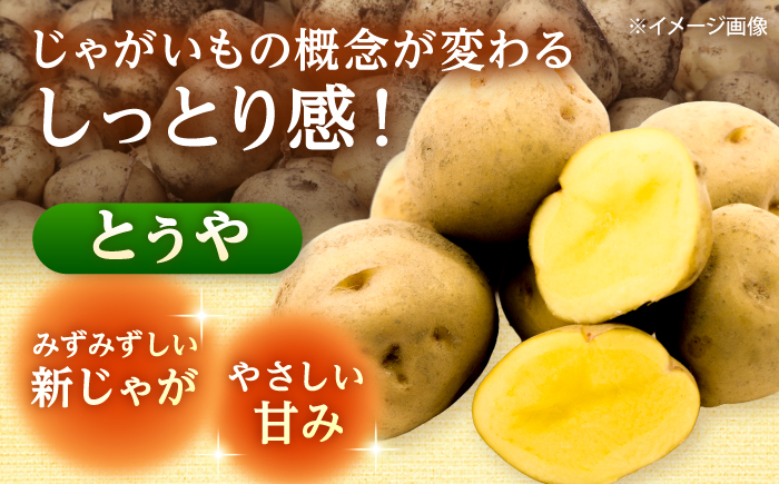じゃがいも とうや 5kg | じゃがいも とうや 野菜 やさい 北海道 産地直送 | 道の駅 真狩フラワーセンター [BPAM017]