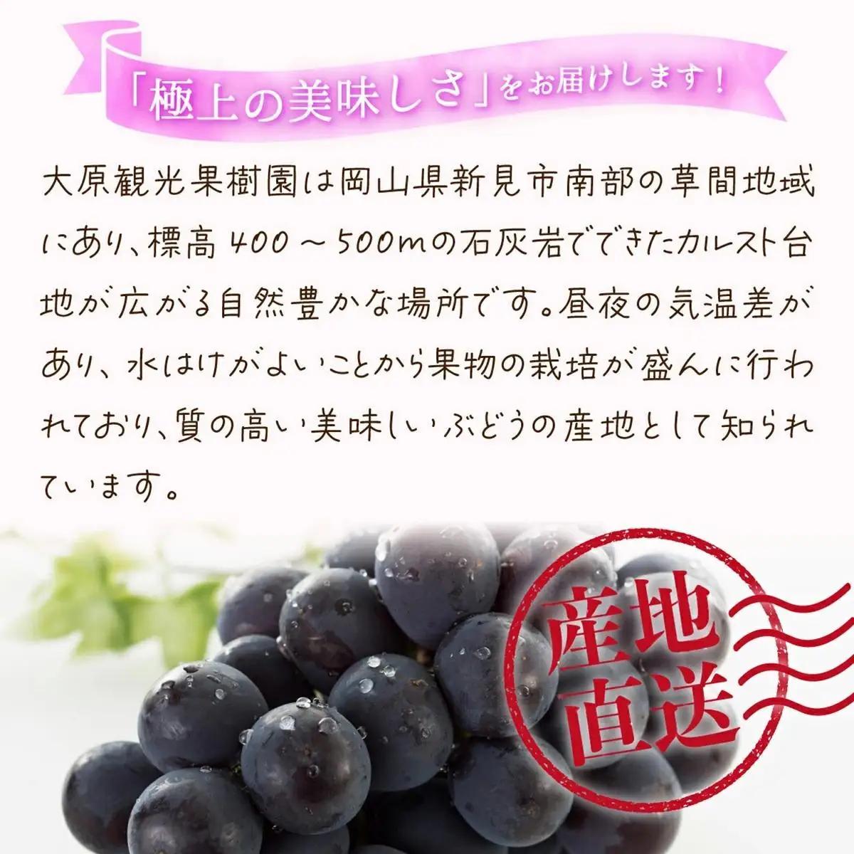 【2026年先行予約】［大原観光果樹園］ピオーネ 3～4房（約2kg）化粧箱入り【026-a013】