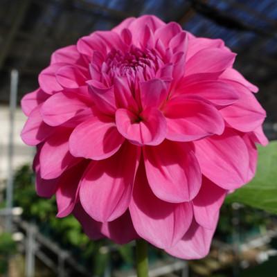 ふるさと納税 川俣町 川俣町産ダリア生花　エターニティシリーズセット　15〜20本