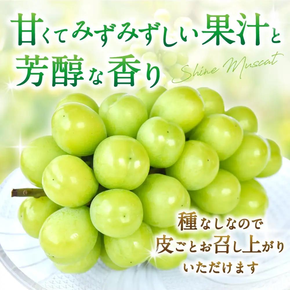 【先行予約】朝摘み シャインマスカット 秀品 2房（約1.2kg）こだわり農家厳選！【2027年8月中旬から9月中旬順次発送予定】） | マスカット ぶどう ブドウ 和歌山 フルーツ 果物 くだもの【