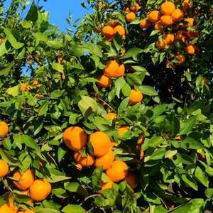 【宮田農園】みかんシロップ(ヨーグルトソース)3本入【1297679】