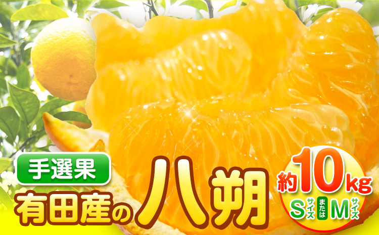 
            【先行予約】【手選果】有田産の八朔 10kg（SまたはMサイズいずれかお届け） 厳選館 《2026年1月下旬-2月下旬出荷》和歌山県 日高町
          