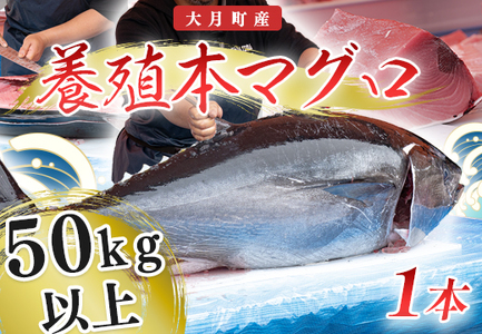 特大 国産 養殖 本マグロ 50kg以上 一本丸ごと 本まぐろ 丸ごと1本 解体ショー イベント