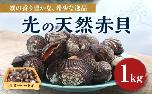 【先行予約】AD0301 光の天然赤貝 1kg 【2026年12月1日から発送予定】
