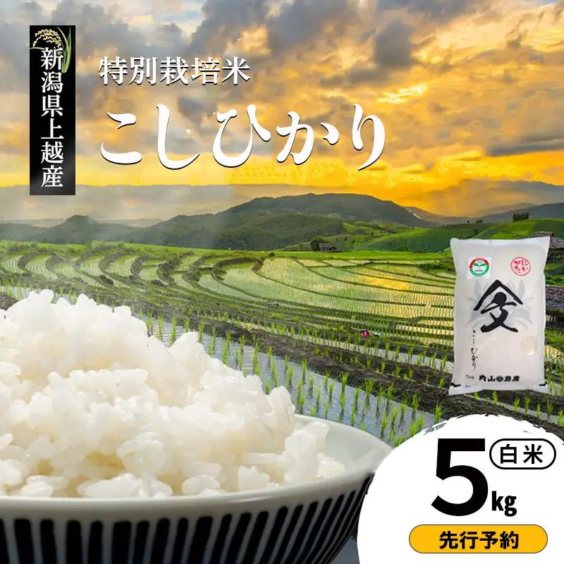 【先行予約】特別栽培米 コシヒカリ 白米 5kg 内山農産 コシヒカリ