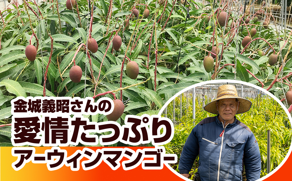 【2026年発送】金城義昭マンゴー農園　アーウィンマンゴー家庭用1.5kg
