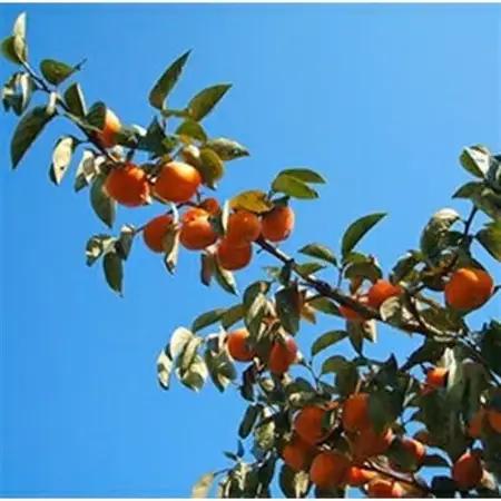 〈R8年11月以降発送〉刀根早生柿発祥の地天理市のあんぽ柿2箱セット(12～16個入り)_果物・フルーツ 干し柿 ドライフルーツ ほしがき ホシガキ_【1091685】