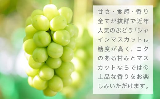 水不足の農家応援企画！シャインマスカット小房　約1.2kg 3房［おぶせファーマーズ］ 果物 フルーツ ぶどう 葡萄 数量限定 先行予約 長野 信州 令和7年産 【2025年9月中旬～11月上旬発送】