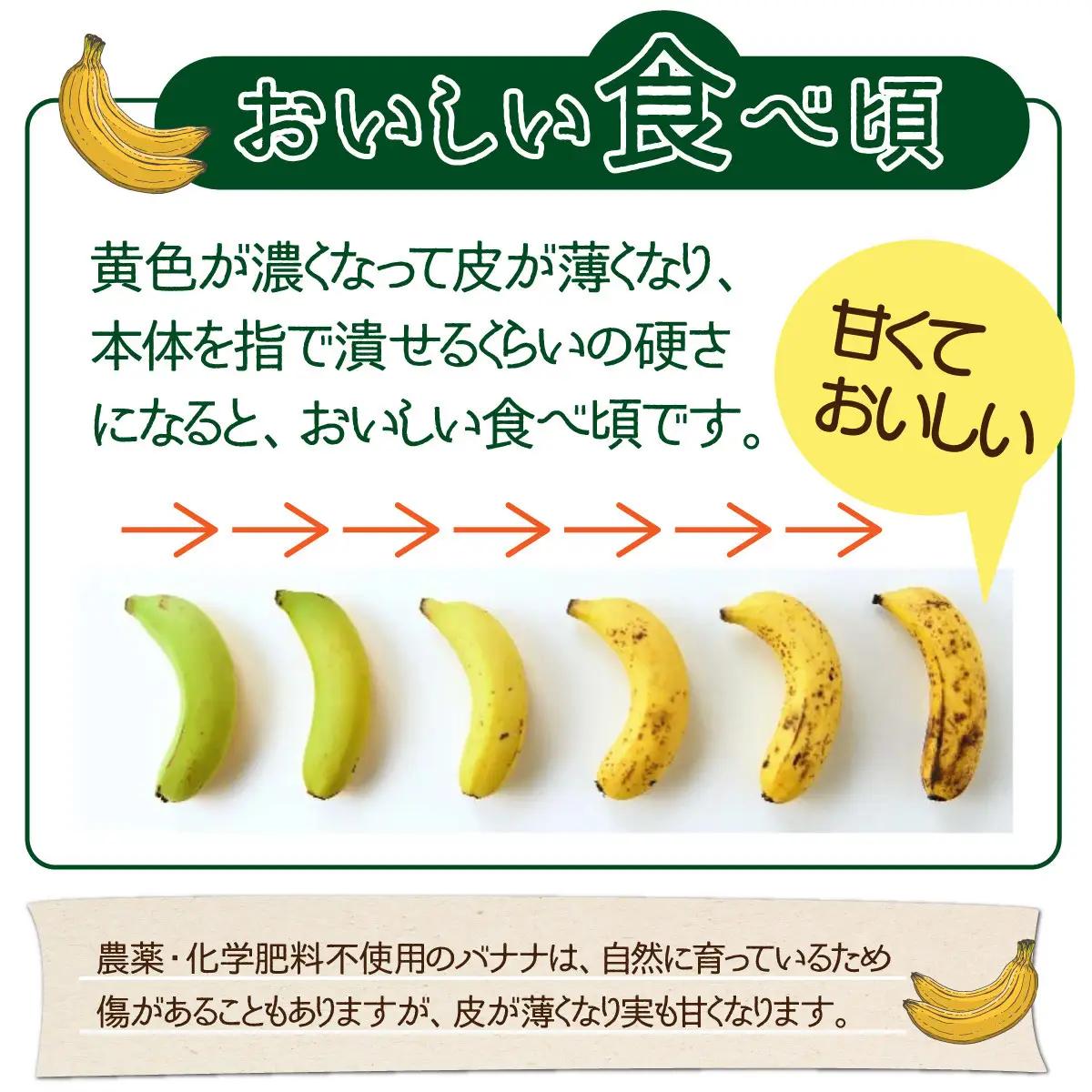 希少！無農薬栽培の千川さんが作る特別なバナナ2房