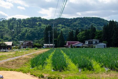 予約受付 たまねぎ 10kg さらき産【2026年7月発送開始】 岩手県 北上市 C0447 令和8年産 国産 玉ねぎ 玉葱 カレー シチュー 新鮮 フレッシュ オニオン サラダ BBQ 焼肉 野菜 
